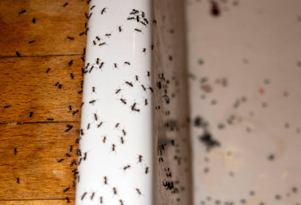 Best Local Pest Control Services  in Frontenac, MO