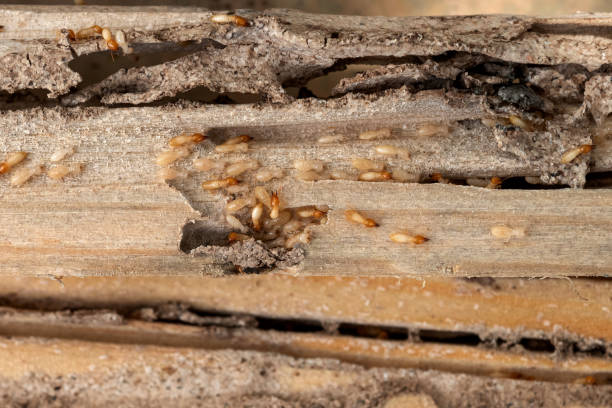 Best Emergency Pest Control  in Frontenac, MO